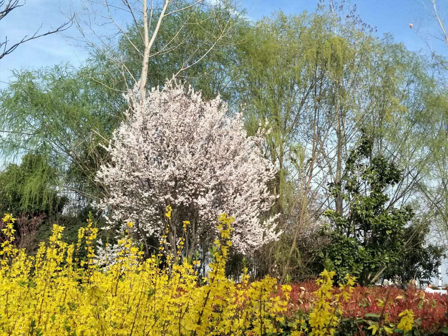 春天里，我們一起來(lái)看花