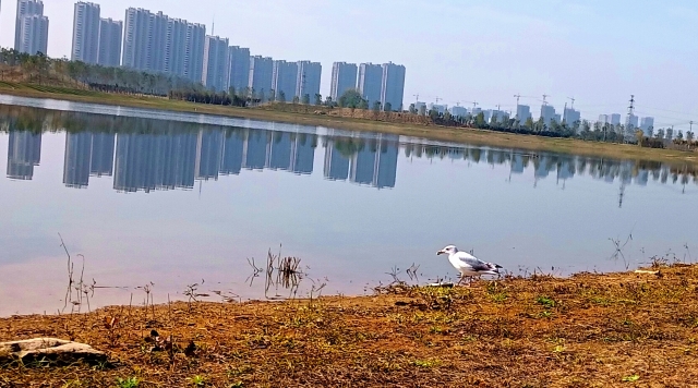 打造水生態(tài)城市，讓周口更宜居