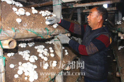 周口項(xiàng)城：食用菌種植基地內(nèi)，工人正在查看雙孢菇長(zhǎng)勢(shì)